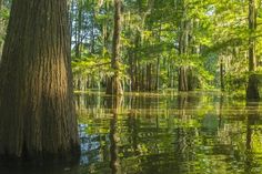 a swamp with trees and water in the foreground