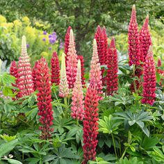 red and white flowers in a garden with green leaves