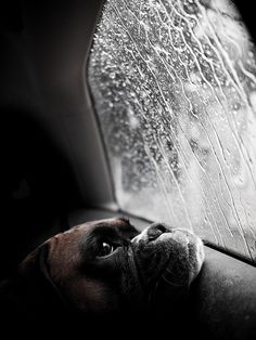 a black and white photo of a dog looking out the car window with rain drops on it