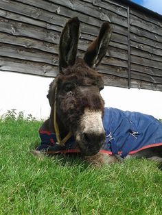 a donkey laying in the grass wearing a blue jacket with ears sticking out and looking at the camera