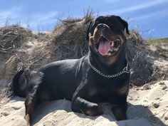 a large black dog laying on top of a sandy beach