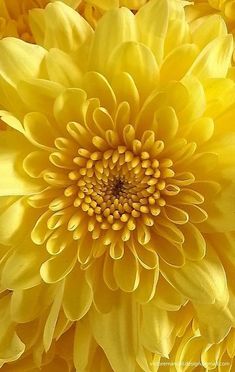 a close up view of the center of a yellow flower