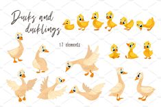 ducks and ducklings clipart for commercial use in adobe, png formats