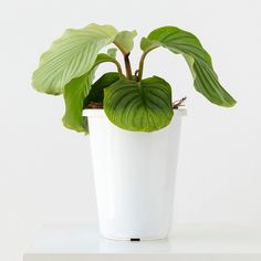 a potted plant sitting on top of a white table