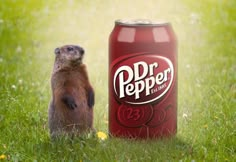 a rodent standing next to a can of dr pepper's energy drink in the grass