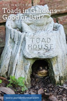 a garden statue with the words toad in gardens good or bad?