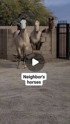 two white horses standing next to each other