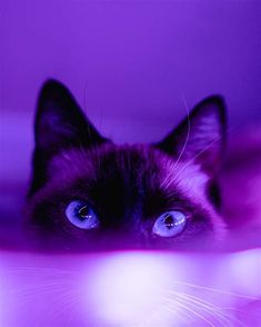 a black and white cat with blue eyes laying on a purple blanket looking at the camera