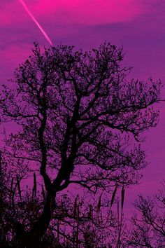 an airplane is flying in the purple sky above some trees and bushes at sunset or dawn