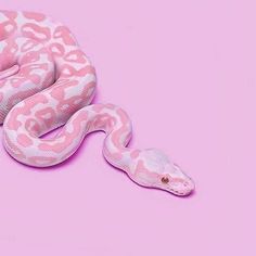 a pink and white snake on a pink background