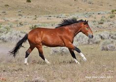 a brown horse is running in the field