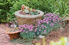 purple flowers are growing in the garden next to a stone planter