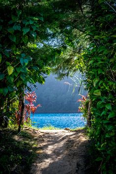 a dirt path leading to a lake through some bushes and trees with blue water in the background