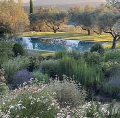 the garden is full of flowers and trees, with a pool in the middle surrounded by greenery