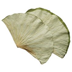 two large leaf shaped objects against a white background