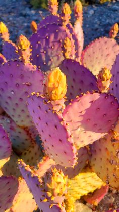 a close up of a cactus plant with yellow flowers on it's leaves and dirt ground