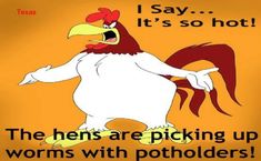 an image of a chicken saying it's so hot the hens are picking up worms with potholders