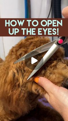 a person cutting up the eyes of a dog