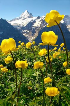 yellow flowers in the foreground with mountains in the background