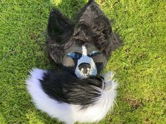 a black and white dog laying in the grass with its face painted like a cat