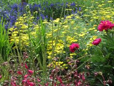 a field full of colorful flowers and grass