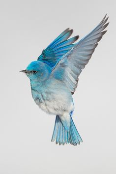 a blue and white bird flying in the sky