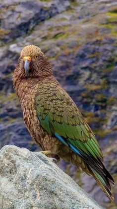 a bird sitting on top of a large rock