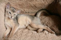 a cat laying on top of a fluffy blanket