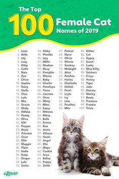 two cats sitting next to each other in front of a green and white sign that says the top 100 female cat names of 2019