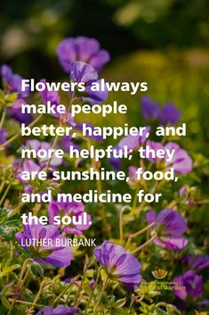 purple flowers with the quote flowers always make people better, happier and more helpful they are sunshine