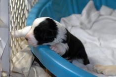 a black and white puppy is playing with a blue toy in a caged area