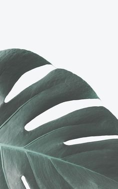 a large green leaf on a white background