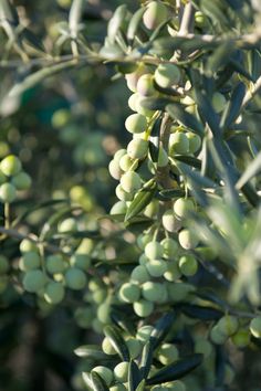 green olives growing on an olive tree