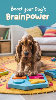 Enhance Your Dog's Quality of Life with Brain Training Dog Minding, Mental Exercises, Challenges To Do, Puppy Training Tips