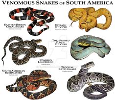 the snakes of south america are labeled in their respective colors and names, along with other types of snakes