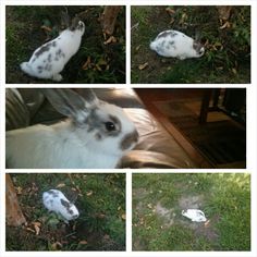 four pictures of rabbits in the grass with one laying on the ground and another standing up