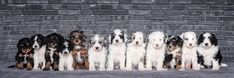 Bernedoodle Puppies | Acorn Lane Bernedoodles | United States