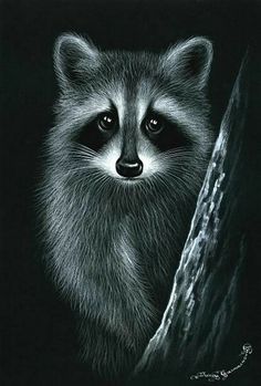 a drawing of a raccoon peeking out from behind a tree branch in the dark