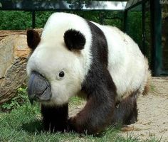 a black and white panda bear walking in the grass