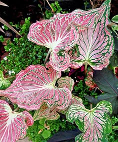 some pink and white leaves are in the planter with other plants around them,