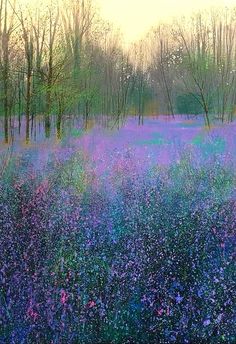 a field with purple flowers and trees in the background