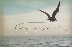 a black bird flying over the ocean with writing on it's side and an image of a seagull in the background