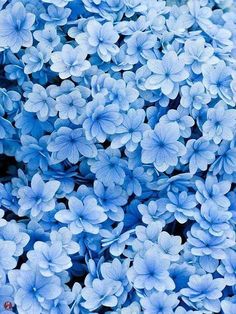 blue flowers that are growing in the ground