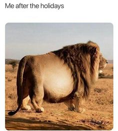 a large animal standing on top of a dry grass field