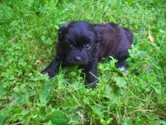 a small black dog laying in the grass