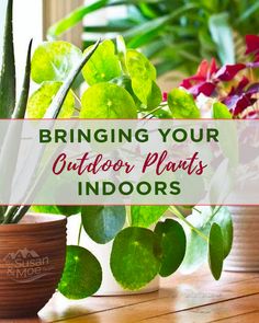 potted plants with the words bringing your outdoor plants indoors