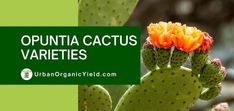 an orange flower on top of a green plant with the words opunta cactus varieties