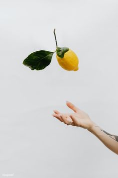 a hand reaching for a lemon with a leaf on it's tip, in front of a white background