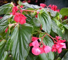 pink flowers are blooming on the green leaves