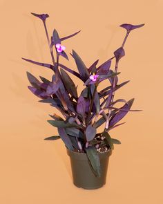 a potted plant with purple flowers and green leaves on an orange background is shown